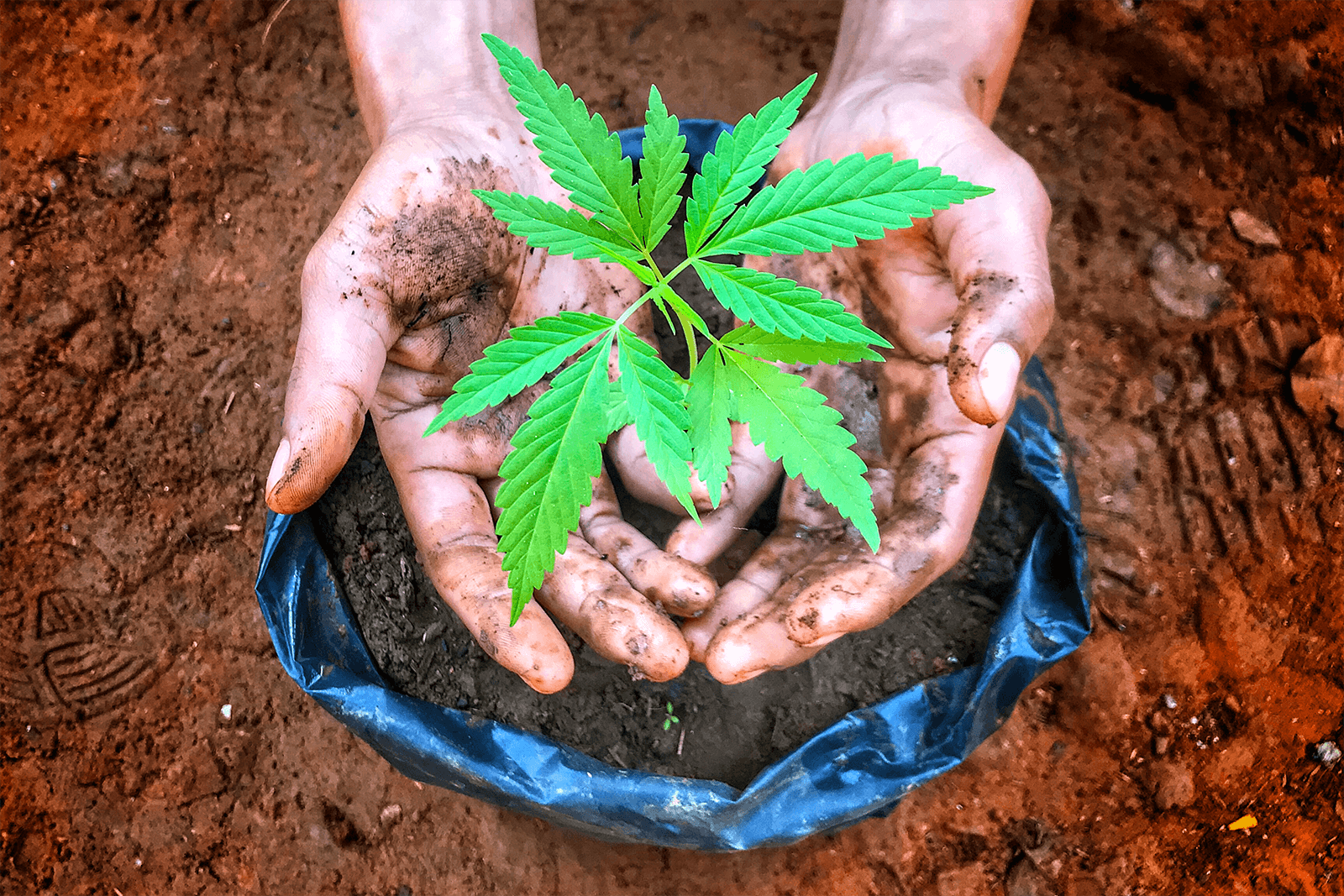 CannaIbiza Organic CBD Products